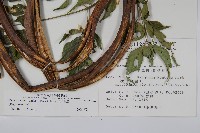 山菜豆藏品圖，第2張