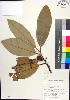 蘭嶼肉豆蔻藏品圖，第1張