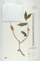 山柿樹藏品圖，第1張