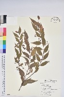 白珠樹藏品圖，第1張