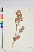 凹葉越橘藏品圖，第1張