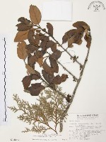 杜鵑桑寄生藏品圖，第1張