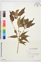 銳葉木犀, 披針葉木犀藏品圖，第1張