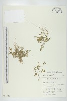 焊菜藏品圖，第1張