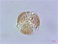 蘿蔔、夢卜藏品圖，第2張