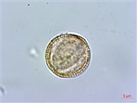 蘿蔔、夢卜藏品圖，第3張