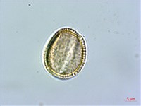 蘿蔔、夢卜藏品圖，第4張