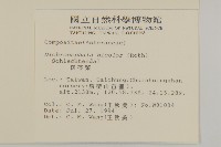 茯苓菜藏品圖，第1張