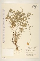 除蟲菊藏品圖，第1張