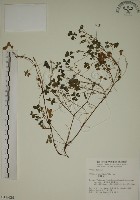 酢漿草藏品圖，第1張