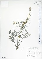 彎果黃菫藏品圖，第1張