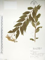 臺灣繡線菊藏品圖，第1張