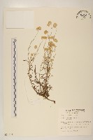 秋鼠麴草藏品圖，第1張