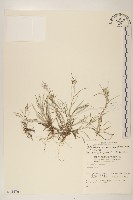 細葉鼠麴草藏品圖，第1張