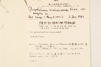 細葉鼠麴草藏品圖，第2張