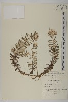 玉山抱莖籟簫藏品圖，第1張