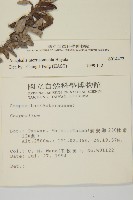 玉山抱莖籟簫藏品圖，第2張