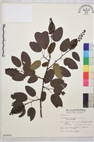 阿里山黃鱔藤藏品圖，第1張