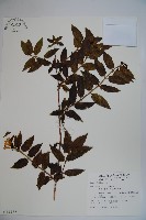 阿里山忍冬、漸尖葉忍冬藏品圖，第1張