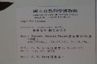 阿里山忍冬、漸尖葉忍冬藏品圖，第2張