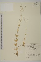 高山無心菜藏品圖，第1張