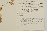 高山無心菜藏品圖，第2張