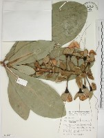 棋盤腳樹藏品圖，第1張