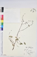 多花油柑、白仔藏品圖，第1張