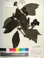 皮孫木藏品圖，第1張