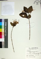 苦林盤藏品圖，第1張