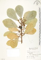 鵝鑾鼻蔓榕藏品圖，第1張