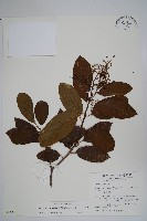 厚殼樹藏品圖，第1張