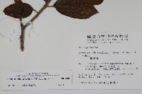 厚殼樹藏品圖，第2張