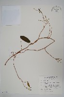 隱鱗藤藏品圖，第1張