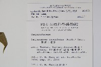 台灣土黨參藏品圖，第2張