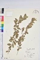 白飯樹藏品圖，第1張