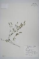 狹葉爵床藏品圖，第1張