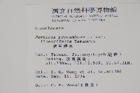 狹葉爵床藏品圖，第2張