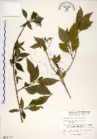 華八仙藏品圖，第1張