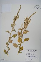 青莧藏品圖，第1張