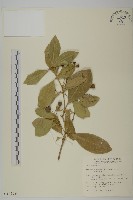 交趾衛矛藏品圖，第1張