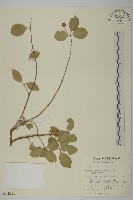 龜仔角衛矛藏品圖，第1張