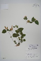 卵葉鱗球花藏品圖，第1張