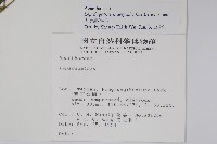 卵葉鱗球花藏品圖，第2張