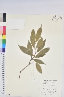 南仁五月茶藏品圖，第1張