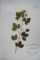 三葉五加藏品圖，第1張