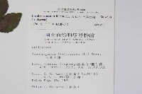 三葉五加藏品圖，第2張