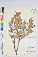 長尾栲、長尾柯、長尾尖葉櫧藏品圖，第1張