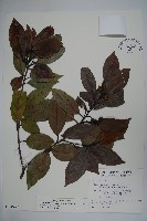 松田氏冬青藏品圖，第1張