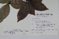 松田氏冬青藏品圖，第2張